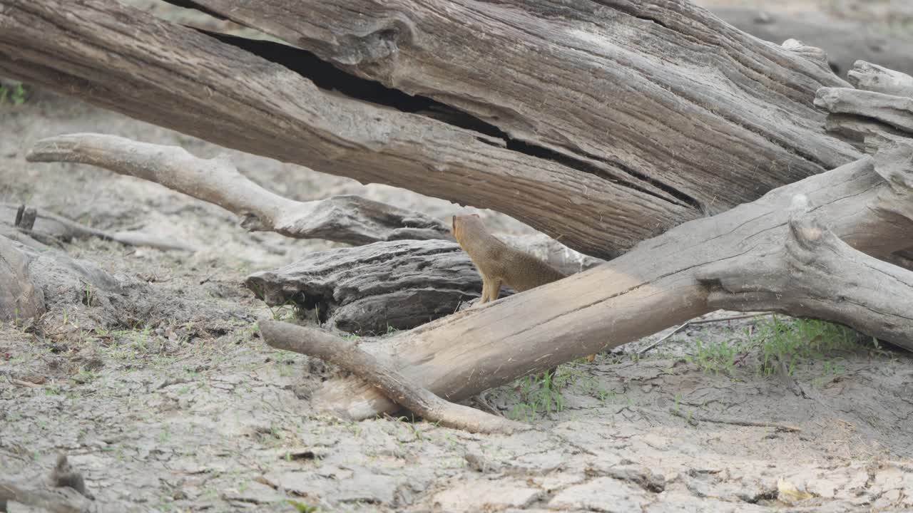 Garangan ramping bertengger di dahan mati di bawah batang pohon tumbang, memindai area dalam gerakan lambat di Taman Nasional Kruger, Afrika Selatan. Perilaku mamalia liar yang waspada
