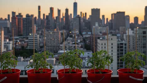 urban gardening: a rooftop view of thriving tomato plants growing in red buckets against a stunning city skyline at sunset