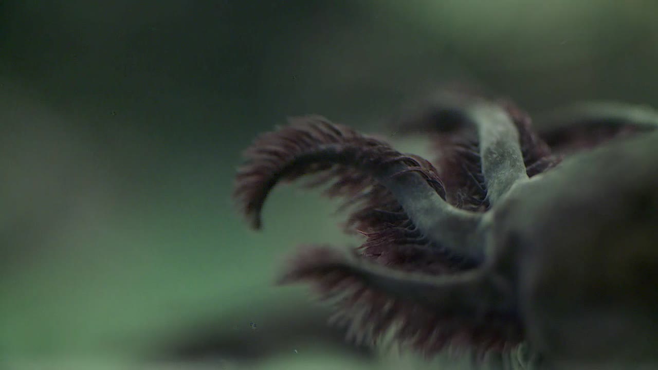 ajolote nadando en tanque de agua
