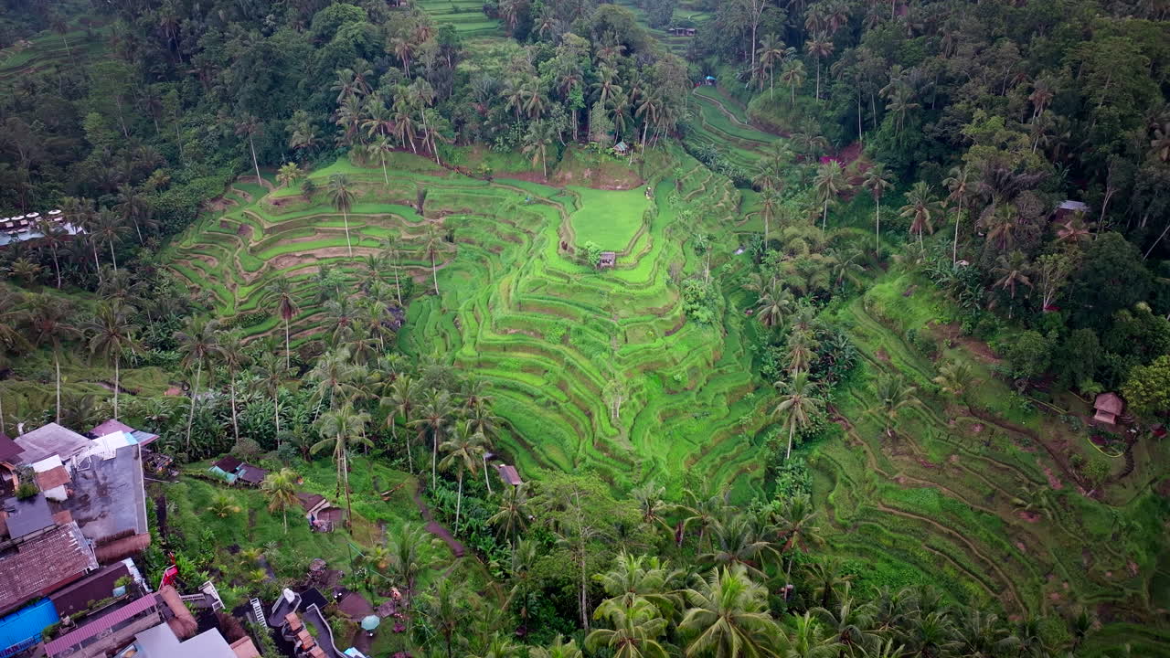 atracción turística popular de indonesia, tegallalang, en el área poblada