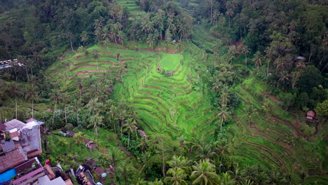 Popular-Atracción-Turística-De-Indonesia,-Tegallalang,-Sobre-Una-Zona-Poblada.