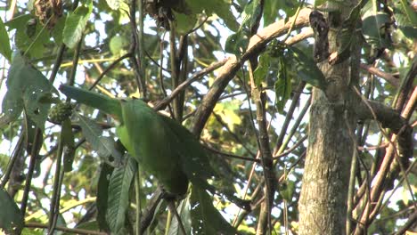 emerald toucanet , aulacorhynchus prasinus, tucancillo verde eats fruits of hedyosmum mexicanum cloud forest, coatepec, veracruz, mexico
