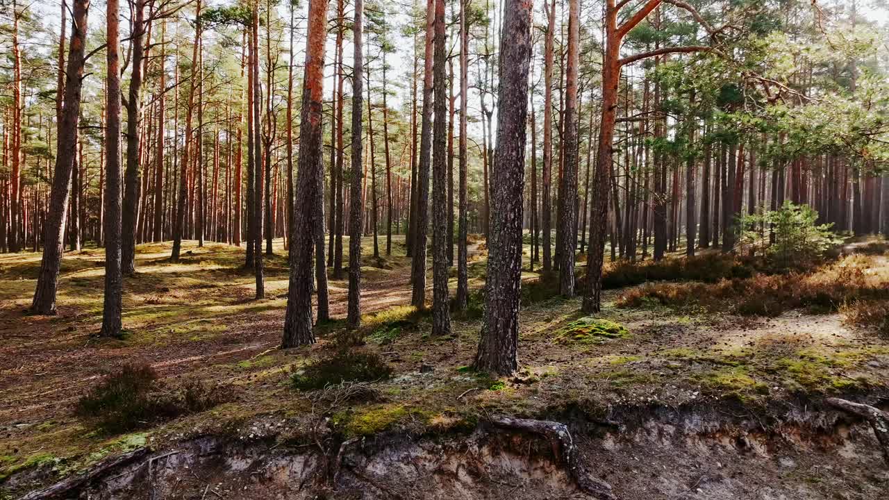 Scivolata cinematografica laterale attraverso una pineta illuminata dal sole dorato del mattino in Lettonia