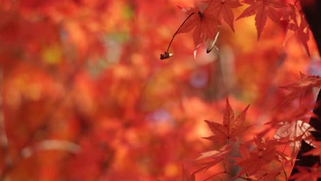 red and orange maple tree leaves closeup in autumn forest, shallow depth of field