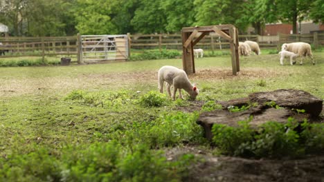 a sheep is eatting grass