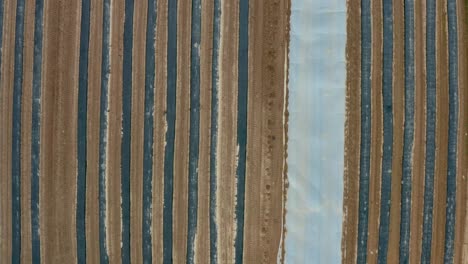 aerial top down of rows of plastic covering plants in spring