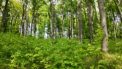 may green forest: natural beauty and tranquility