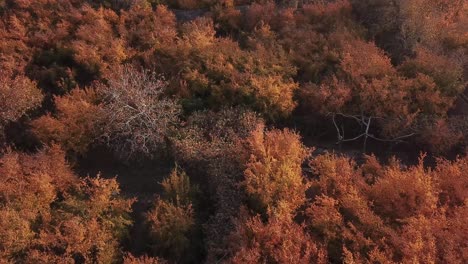 sunset golden time on pomegranate garden in iran desert village aqda ardakan yazd red fruits fresh agriculture product organic traditional farmer market