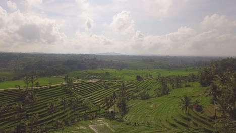 Schönes-Natürliches-Ackerland-Auf-Bali