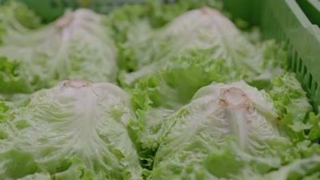 green salads in boxes are upside down