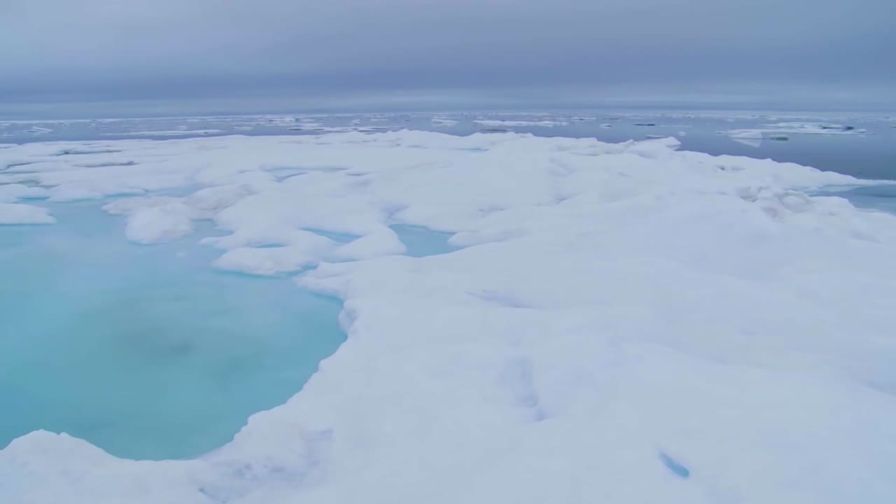 해빙을 가로지르는 팬은 멀리 바다코끼리를 드러낸다