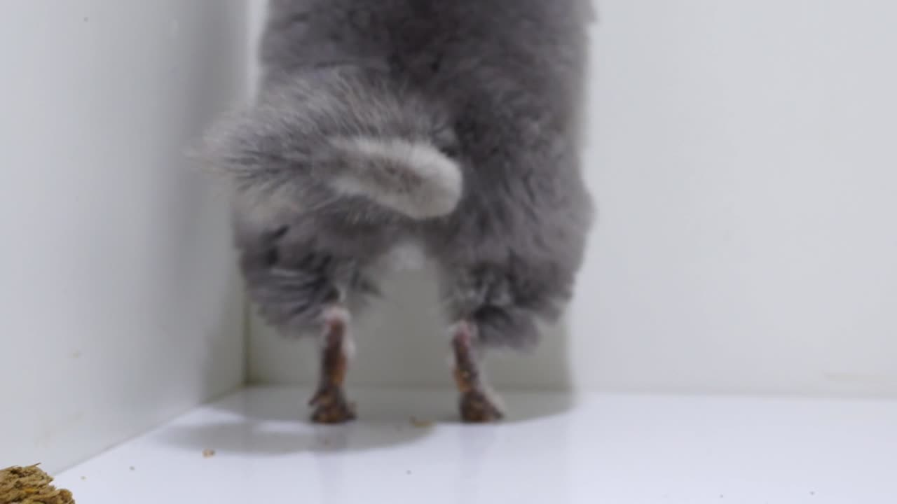 Closeup Portrait Of A Gray Chinchilla, Stands Up On Back Legs