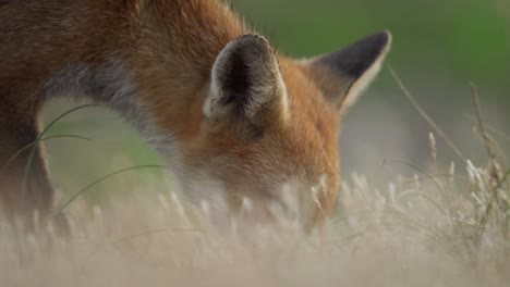 red fox searching for food in grass