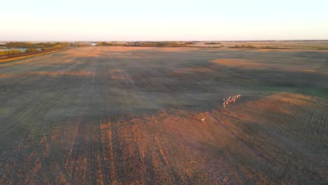 vista aérea de la manada de antílopes berrendos siendo perseguidos desde arriba durante la puesta de sol en alberta, canadá