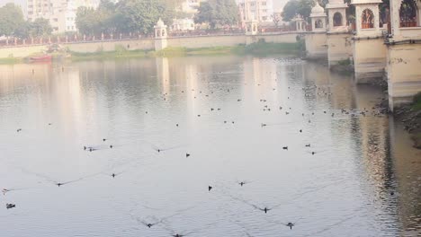 Hermoso-Lago-En-La-Ciudad-Con-Muchas-Especies-De-Aves-Y-Una-Hermosa-Construcción-Arquitectónica-Almacen-De-Video