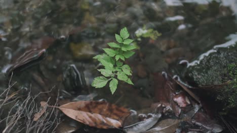 Arroyos-De-Agua-Clara-Con-Hojas-Secas-Que-Fluyen-En-Una-Pequeña-Planta-En-Kyoto-Japón-Durante-El-Día