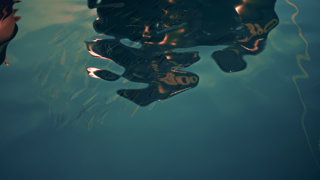 A cluster of small fish swimming near the surface, with shimmering reflections from a nearby boat creating abstract patterns on the water