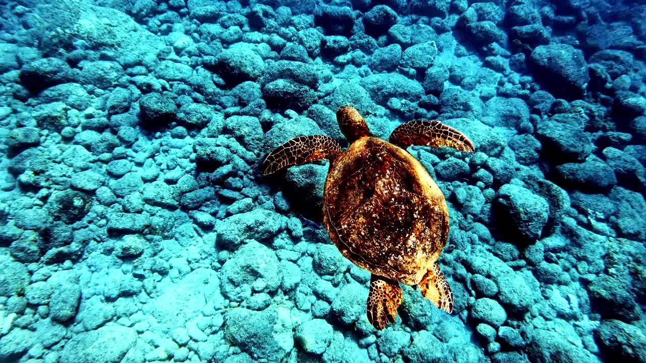 A Juvenile Green Sea Turtle On The Reef Underwater - medium shot