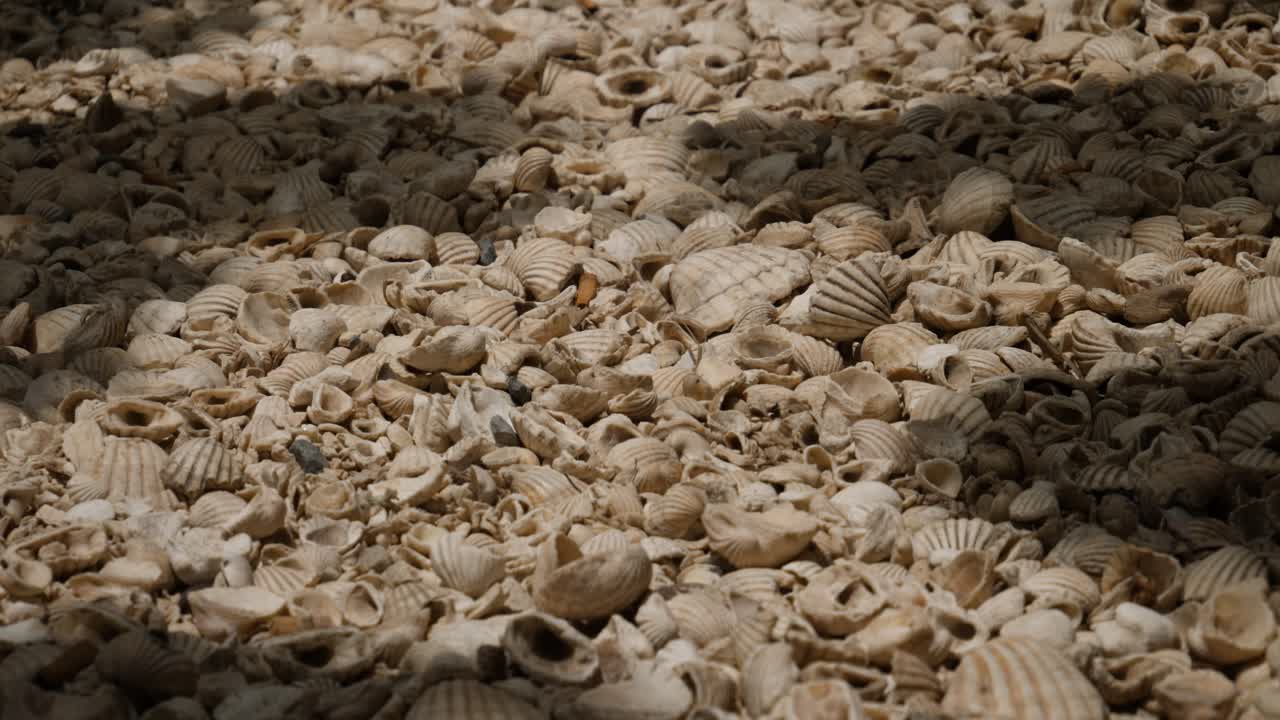 A shoot of the Faiouth island floor