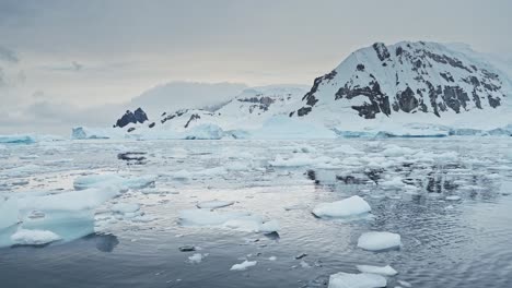 sunset mountains ocean and bird flying in antarctica landscape, sea ice and antarctica peninsula seabird in flight in winter scenery orange sunrise sky, coastal wildlife on coast