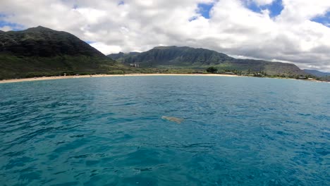 Tortuga-Marina-Verde,-Hawai,-Costa-De-Waianae