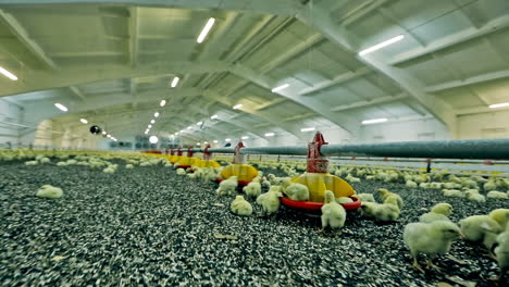 little chickens in farm. large group of newly hatched chicks on a chicken farm