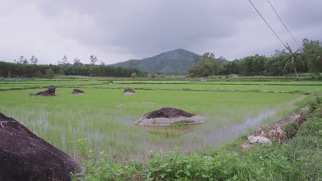 Vista-Escénica-Y-Relajante-De-Impresionantes-Y-Tradicionales-Campos-De-Arroz-Con-Montañas-Y-Búfalos-De-Agua-En-Asia