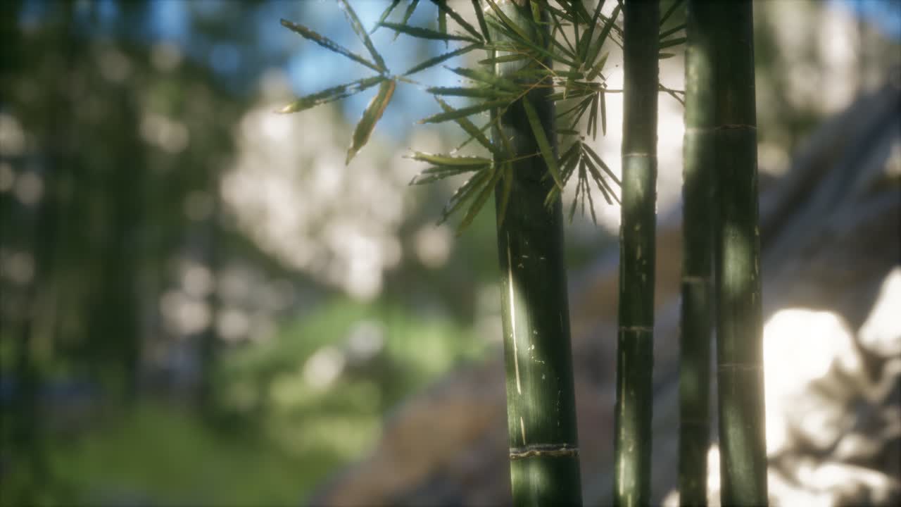 fondo de bosque de árboles de bambú verdes