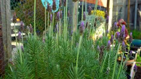 planta de lavanda en el jardín del patio trasero a cámara lenta