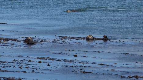 sea otters in morro bay, california; 4k footage