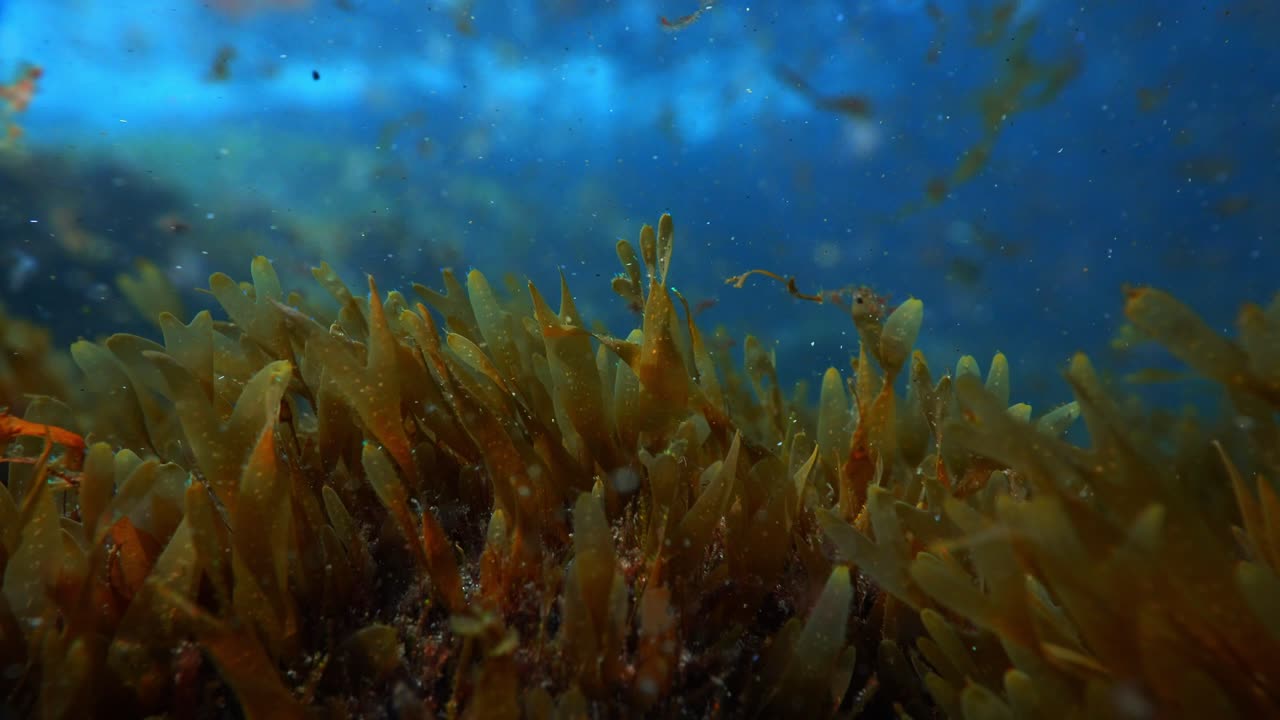 Camera moves backward over seaweed with algae fragments and particles floating in the current