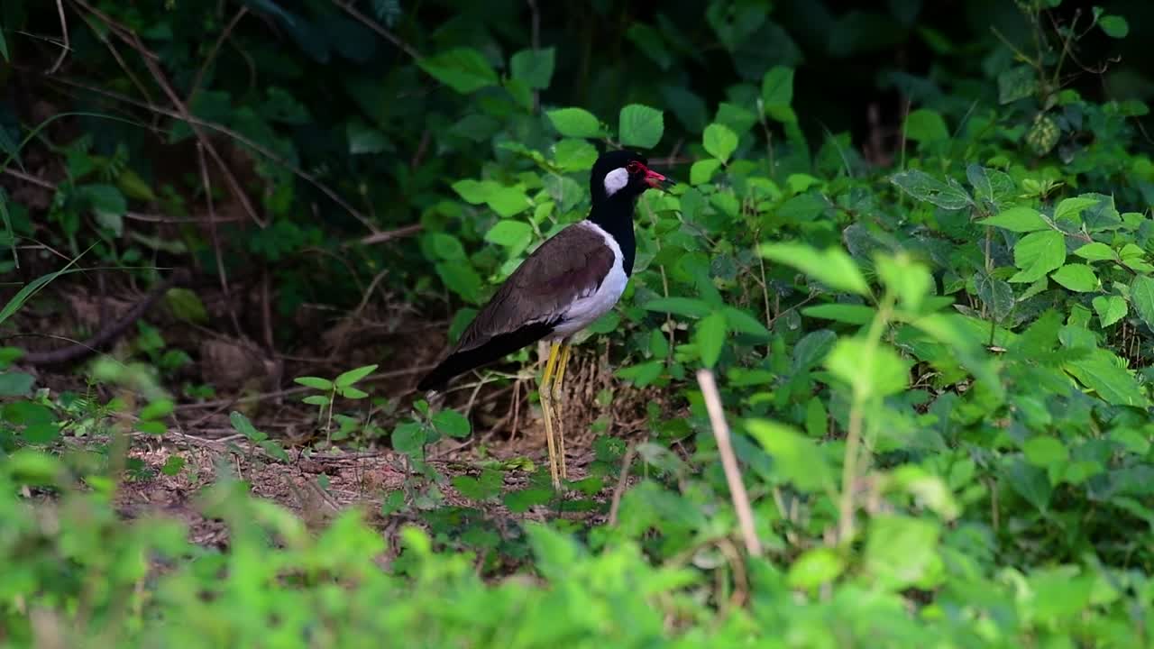 el avefría de barbas rojas es una de las aves más comunes de tailandia