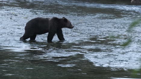 blue hour grizzly bear walks in river riffles looking for salmon fish