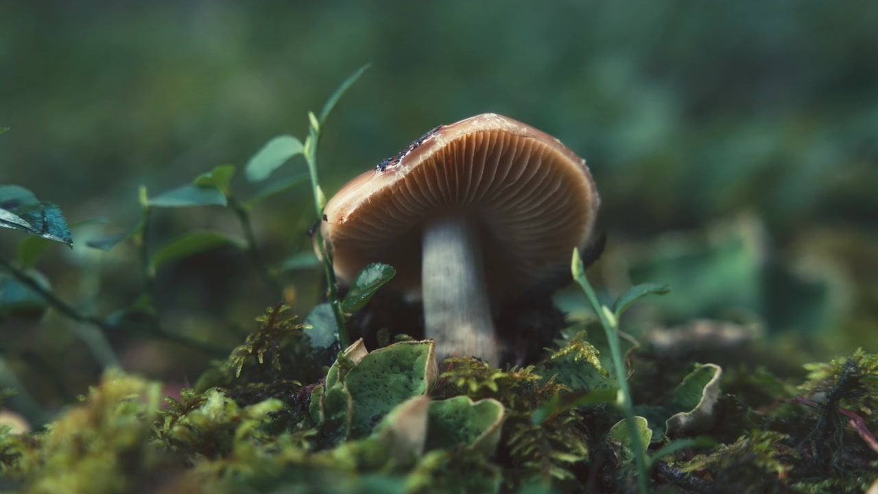 Macro shot of a wild mushrooms growing in the forest