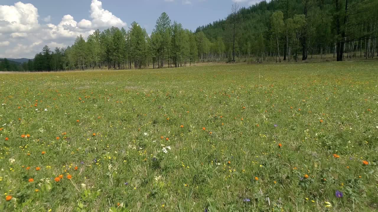 las flores silvestres florecen en un prado verde rodeado de árboles y montañas