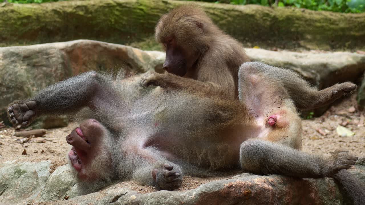 Un babbuino amadriade maschio (Papio hamadryas) sdraiato a terra, con la babbuina femmina che lo accudisce e gli ispeziona il pelo rimuovendo i parassiti, ripresa ravvicinata