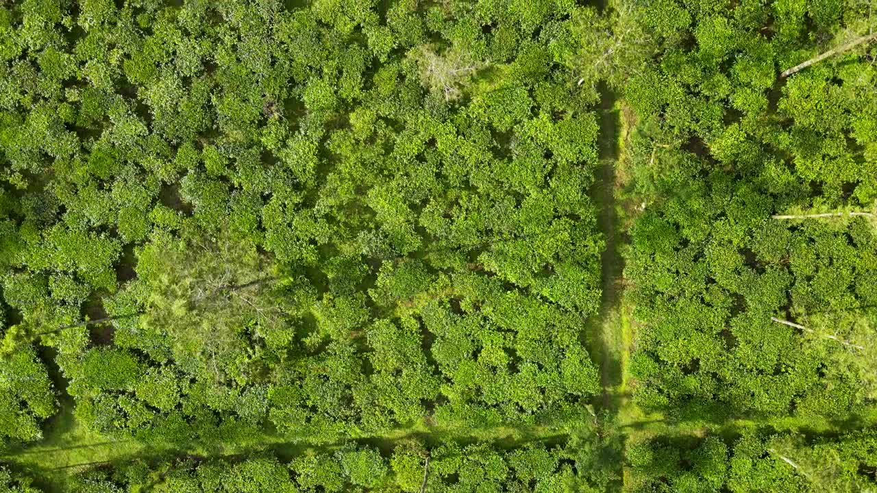 Vista aerea dall'alto della trama astratta di una piantagione di tè sull'isola di Giava, Indonesia