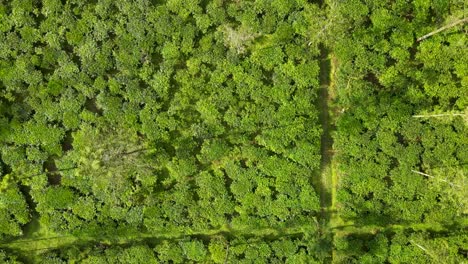 Aerial-top-view-abstract-texture-of-tea-plantation-on-Java-Island,-Indonesia