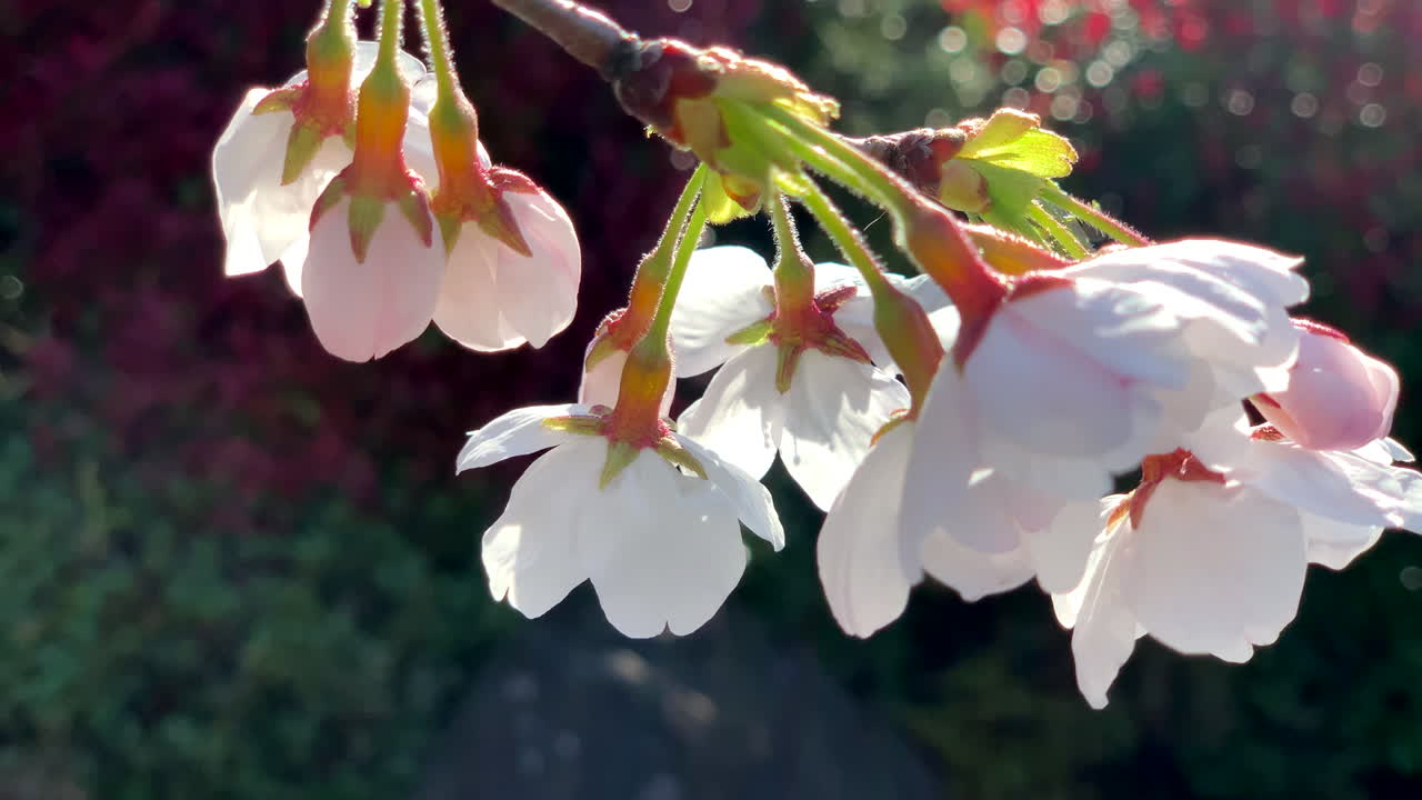 바람이 아스카야마 공원의 가지에 있는 분홍색 벚꽃을 움직입니다.