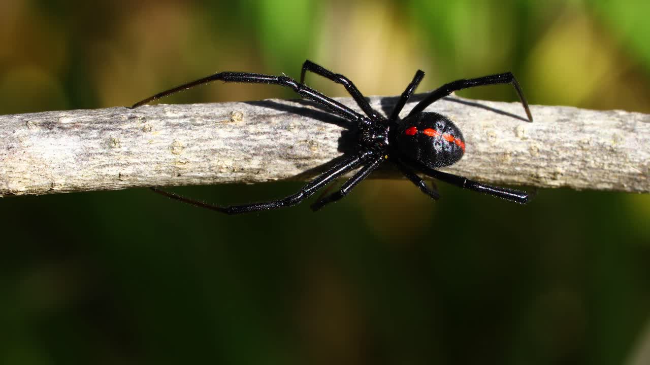 남쪽의 검은 과부 거미 (latrodectus mactans) 의 정적 비디오