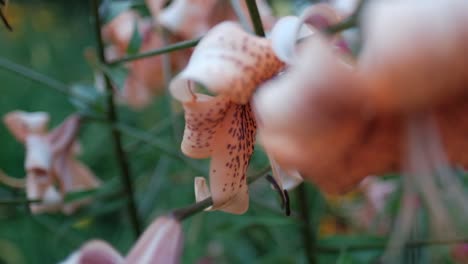 Lily-flower-in-bloom-in-garden,-close-up,-pedestal-shot