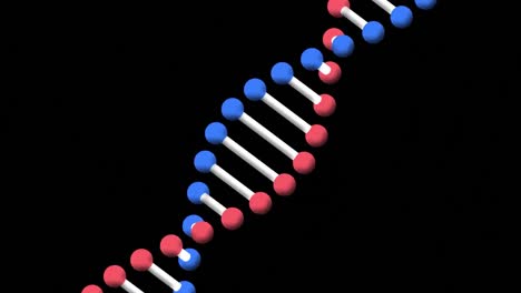 Animation-of-rotating-3d-model-dna-strand,-on-black-background