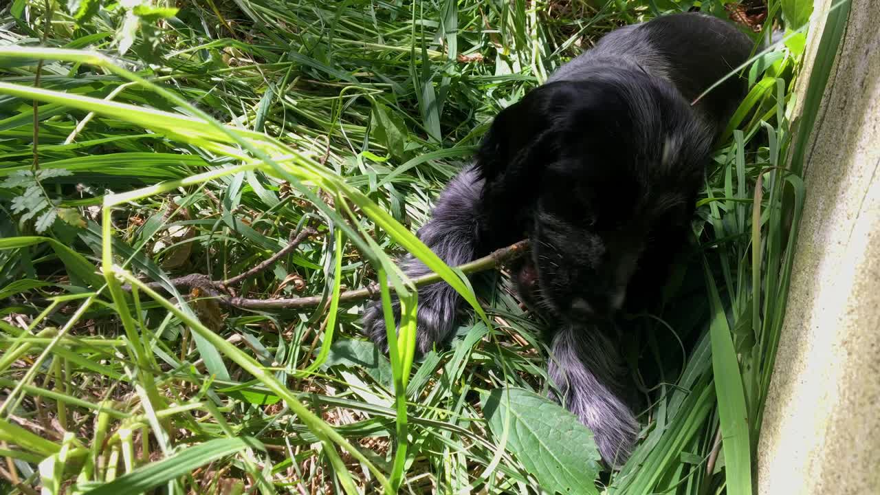 Cute Spaniel Puppy Dog in Grass Bites Chunk off Stick, Fixed Close-Up