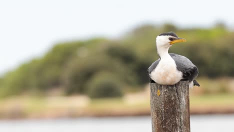 bird perched on post, looking around