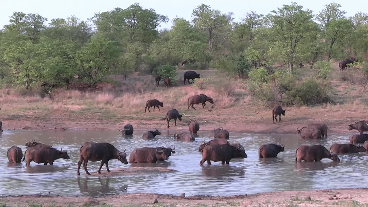 A smooth steady push in short of a migrating heard of Cape Buffalo in South Africa