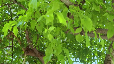 marmelos o hojas de bael en el árbol desde diferentes ángulos durante el día
