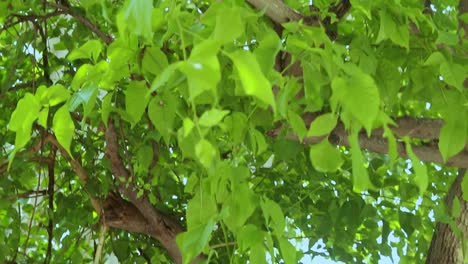 aegle marmelos or bael leaf at tree from different angle at day