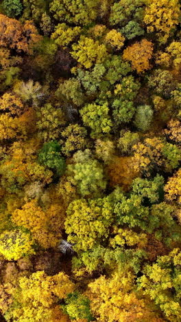 motion camera view of the forest at fall. drone flying over colorful trees in autumn season. amazing nature scenery. aerial view. vertical video