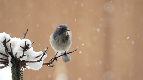 Cámara-Lenta-De-Matorral-Jay-En-Una-Rama-En-Invierno