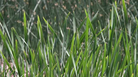 Green-marsh-grasses-wave-in-breeze-as-defocused-dragonflies-fly-past